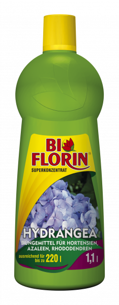 Bi Florin HYDRANGEA